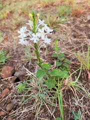Chascanum hederaceum