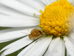 Sminthurus hispanicus