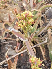 Cissus quadrangularis
