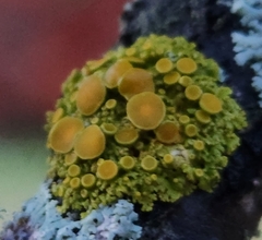 Xanthomendoza hasseana