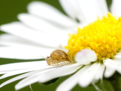 Sminthurus hispanicus