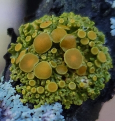 Xanthomendoza hasseana