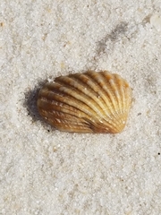 Cardites floridanus