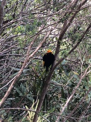 Sericulus chrysocephalus