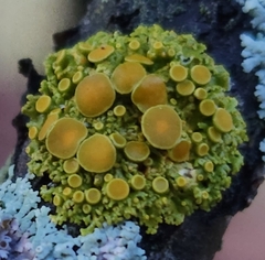 Xanthomendoza hasseana