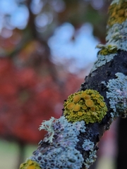 Xanthomendoza hasseana