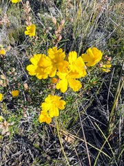 Hibbertia