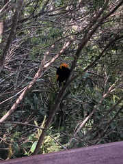 Sericulus chrysocephalus