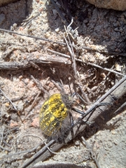 Julodis fascicularis