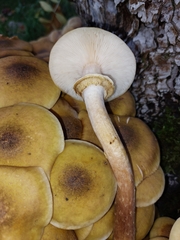 Armillaria