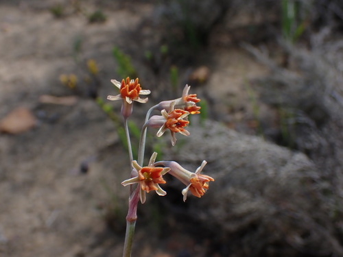 Image of Tulbaghia capensis by (c) Ren Hoekstra, some rights reserved (CC BY)