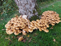 Armillaria
