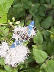 Syntomeida melanthus