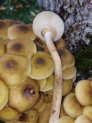 Armillaria