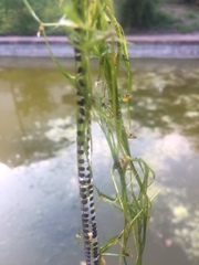 Sclerophrys capensis