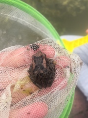 Sclerophrys capensis