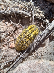 Julodis fascicularis