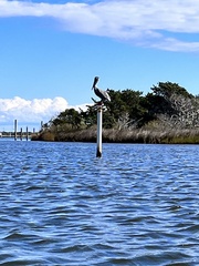 Pelecanus occidentalis