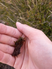 Campylopus introflexus