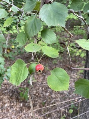 Crataegus uniflora