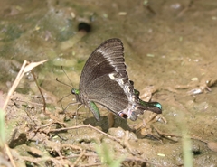Papilio crino