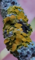 Polycauliona polycarpa