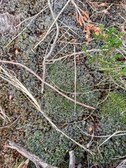 Campylopus introflexus