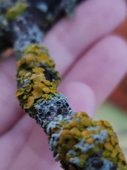 Polycauliona polycarpa