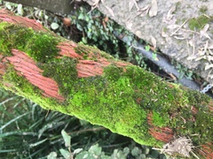 Homalothecium sericeum