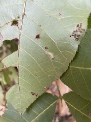 Halysidota