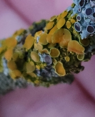 Polycauliona polycarpa