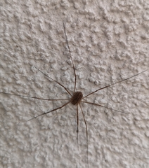 Opilio saxatilis