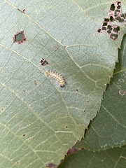 Halysidota