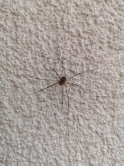 Opilio saxatilis