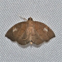 Perispasta caeculalis