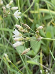 Nothoscordum gracile