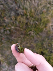 Ptychostomum torquescens