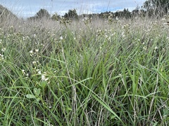 Nothoscordum gracile