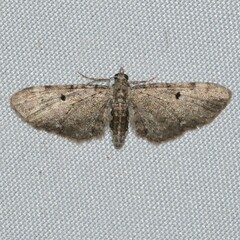 Eupithecia miserulata