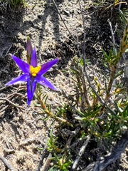 Calectasia intermedia