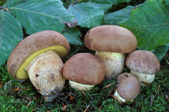 Butyriboletus appendiculatus