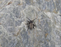 Dorcadion fuliginator