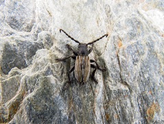 Dorcadion fuliginator