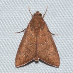 Anomis illita