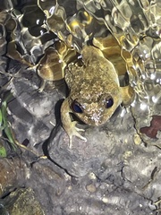 Quasipaa exilispinosa