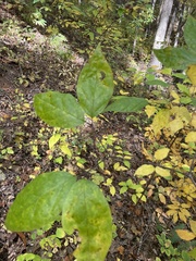 Calycanthus floridus