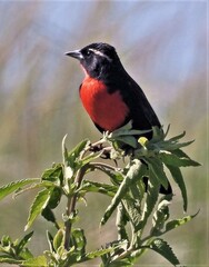 Leistes superciliaris