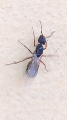 Camponotus rufipes