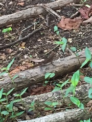 Anolis cristatellus cristatellus