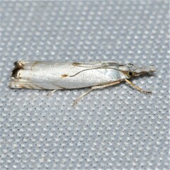 Microcrambus biguttellus